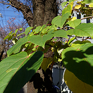 Plant collection