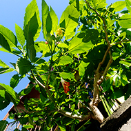 Plant collection