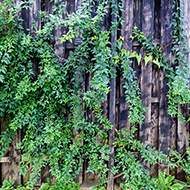 Plant collection