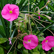 Plant collection