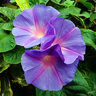 Plant collection