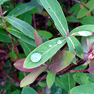 Plant collection