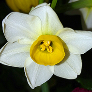 Plant collection