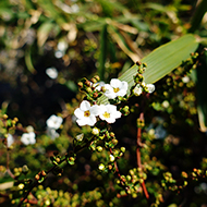 Plant collection