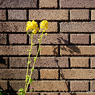 Plant collection