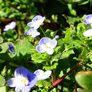 Plant collection