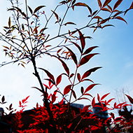 Plant collection
