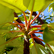 Plant collection