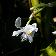 Plant collection