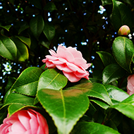 Plant collection