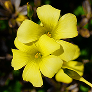 Plant collection