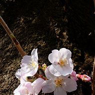 Plant collection