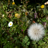 Plant collection