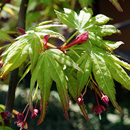 Plant collection