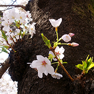 Plant collection