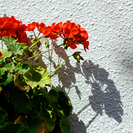 Plant collection