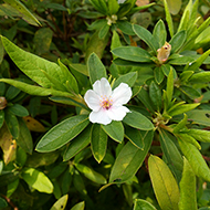 Plant collection