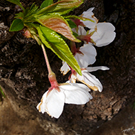 Plant collection