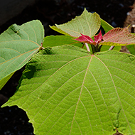 Plant collection