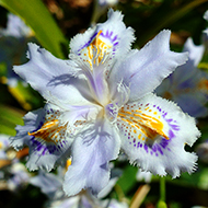 Plant collection