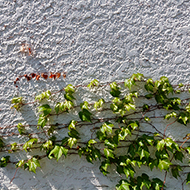 Plant collection