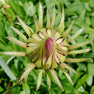 Plant collection