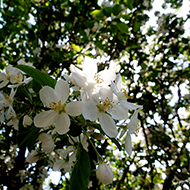 Plant collection
