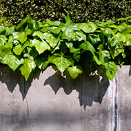 Plant collection