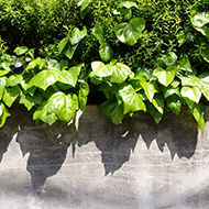Plant collection