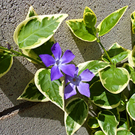 Plant collection