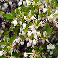 Plant collection