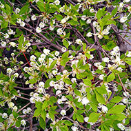 Plant collection