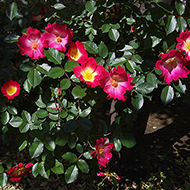 Plant collection