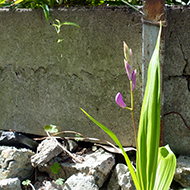Plant collection