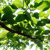 Plant collection