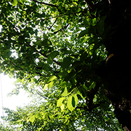 Plant collection
