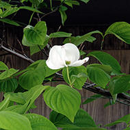 Plant collection