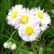 Plant collection
