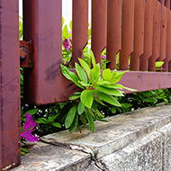 Plant collection