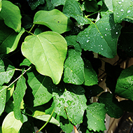 Plant collection