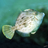 image09