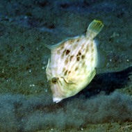image21