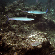 image22