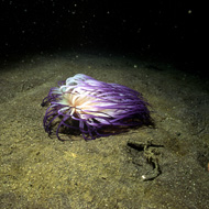 image31