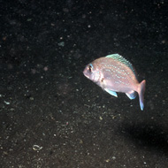 image34