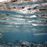 image35